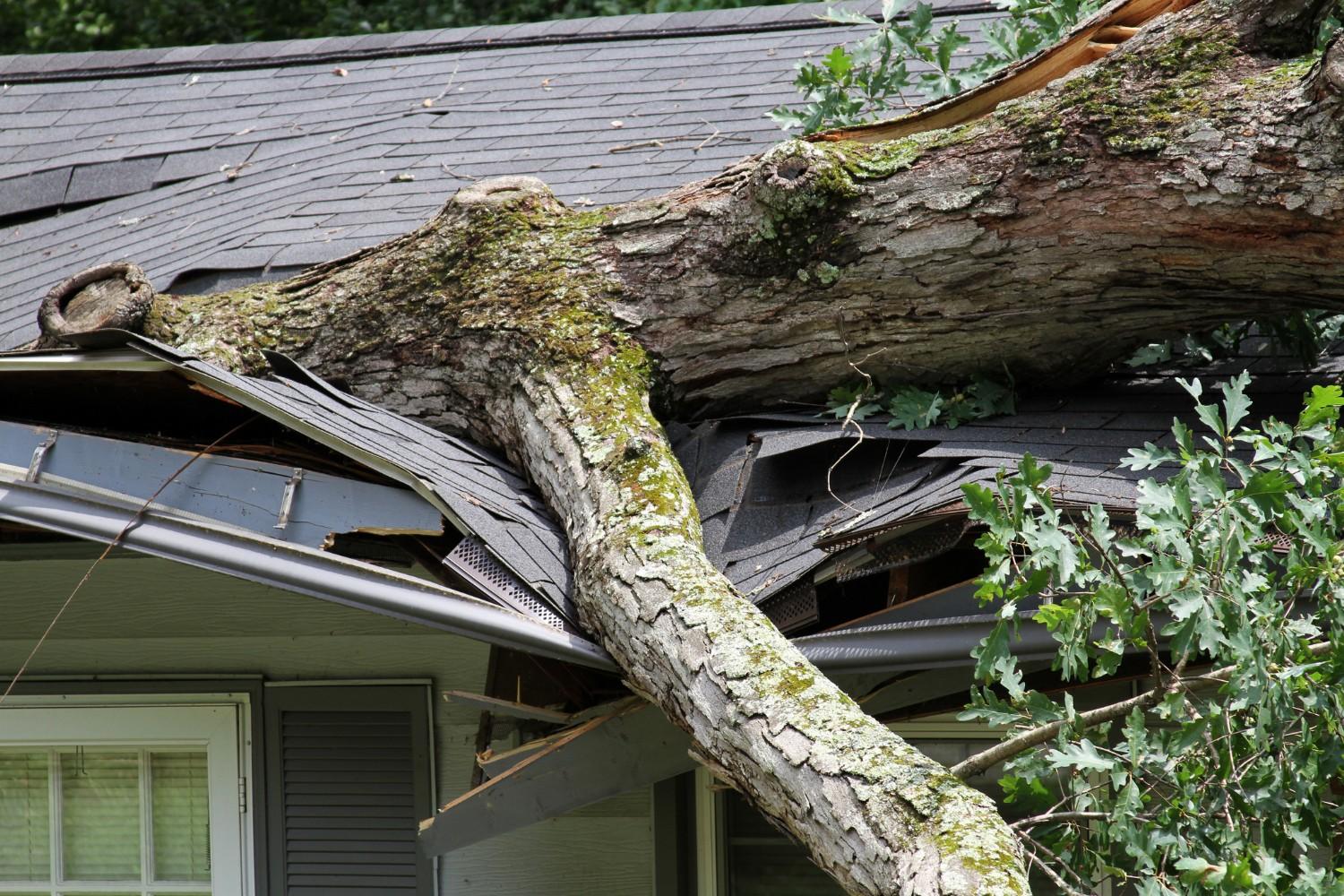 roof damage from fallen tree